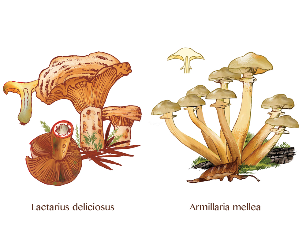 funghi